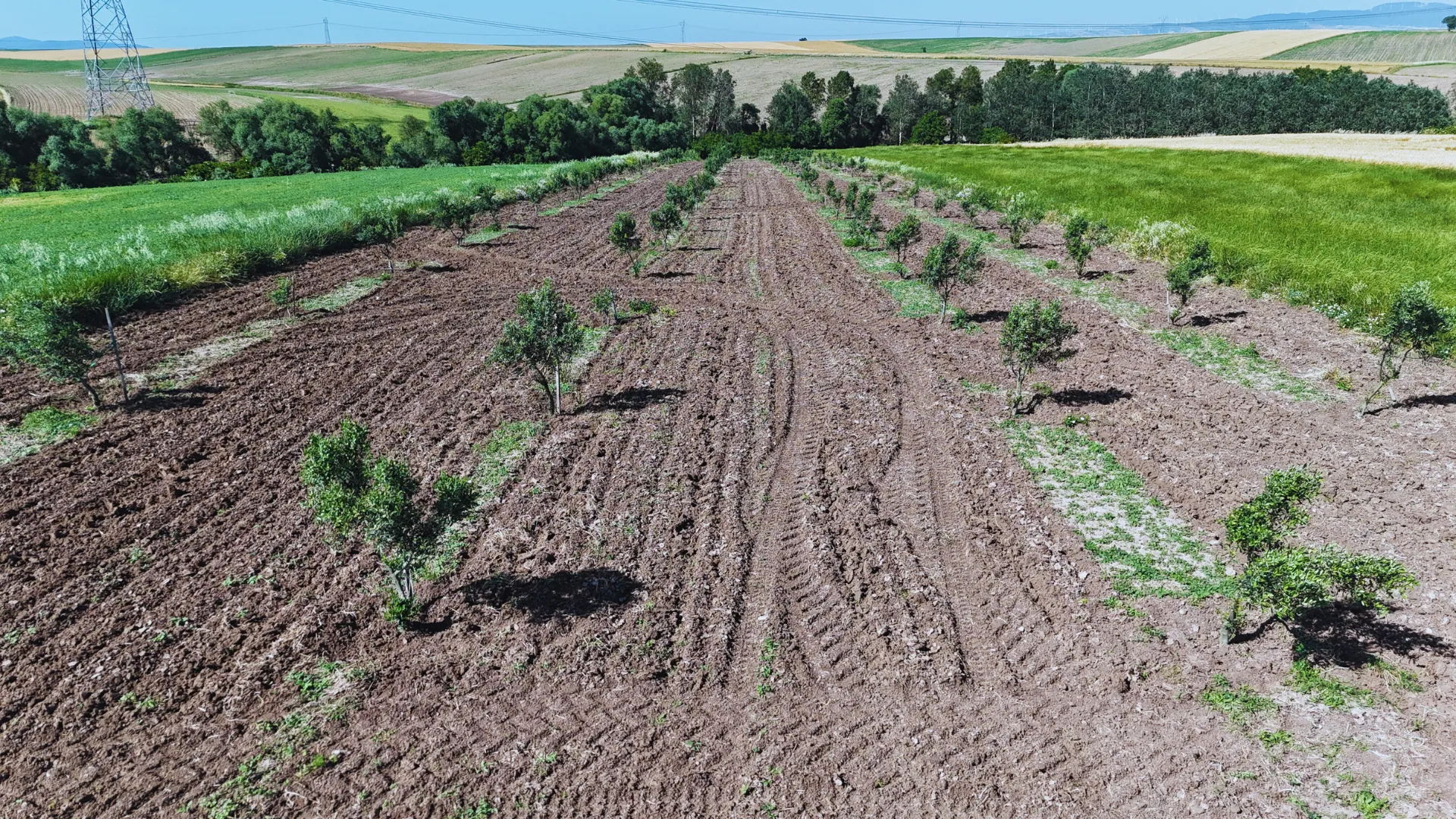 Zeytin Bahçesi Drone Görüntüsü 1