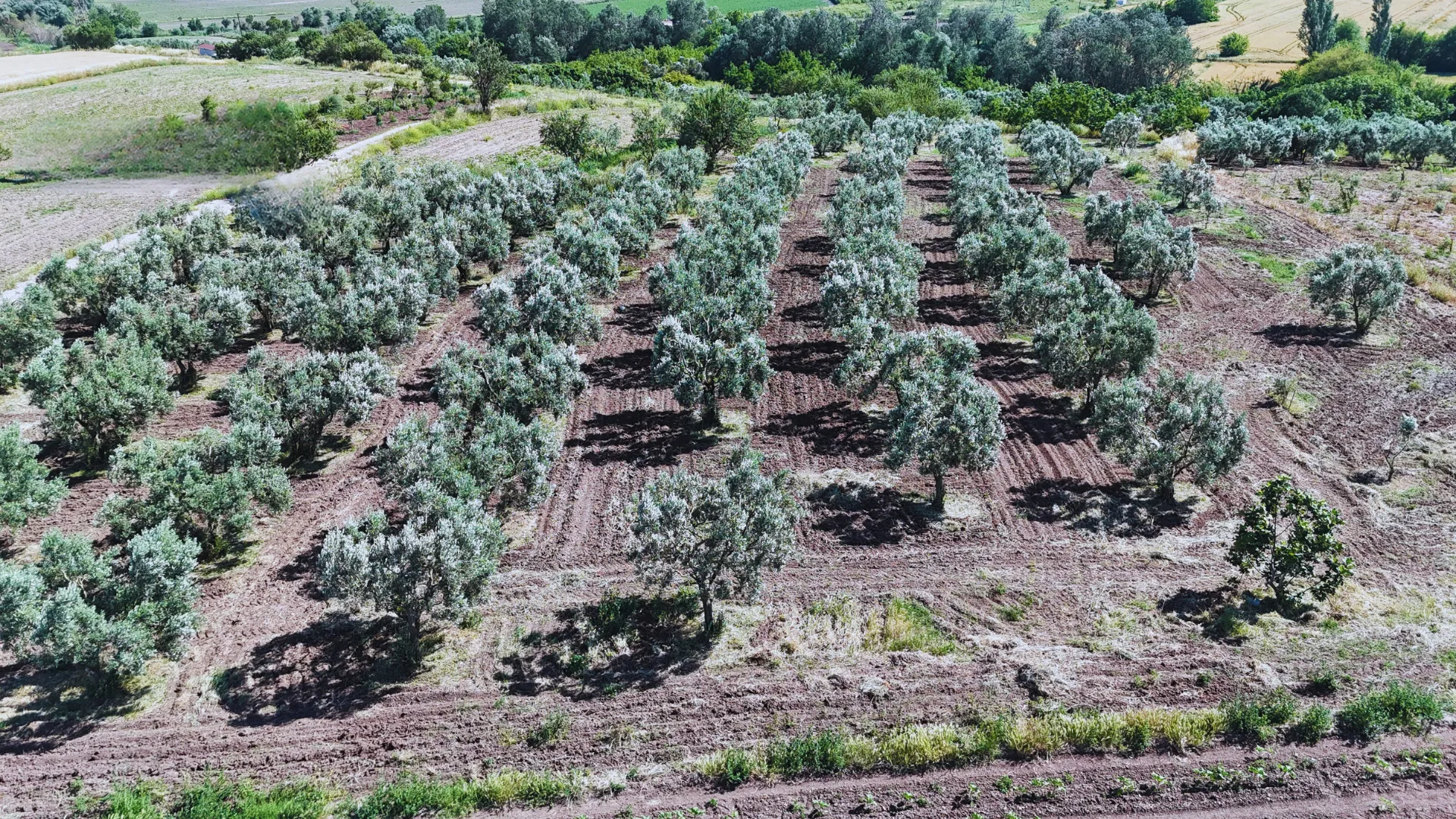 Soğuk Sıkım İşlemi