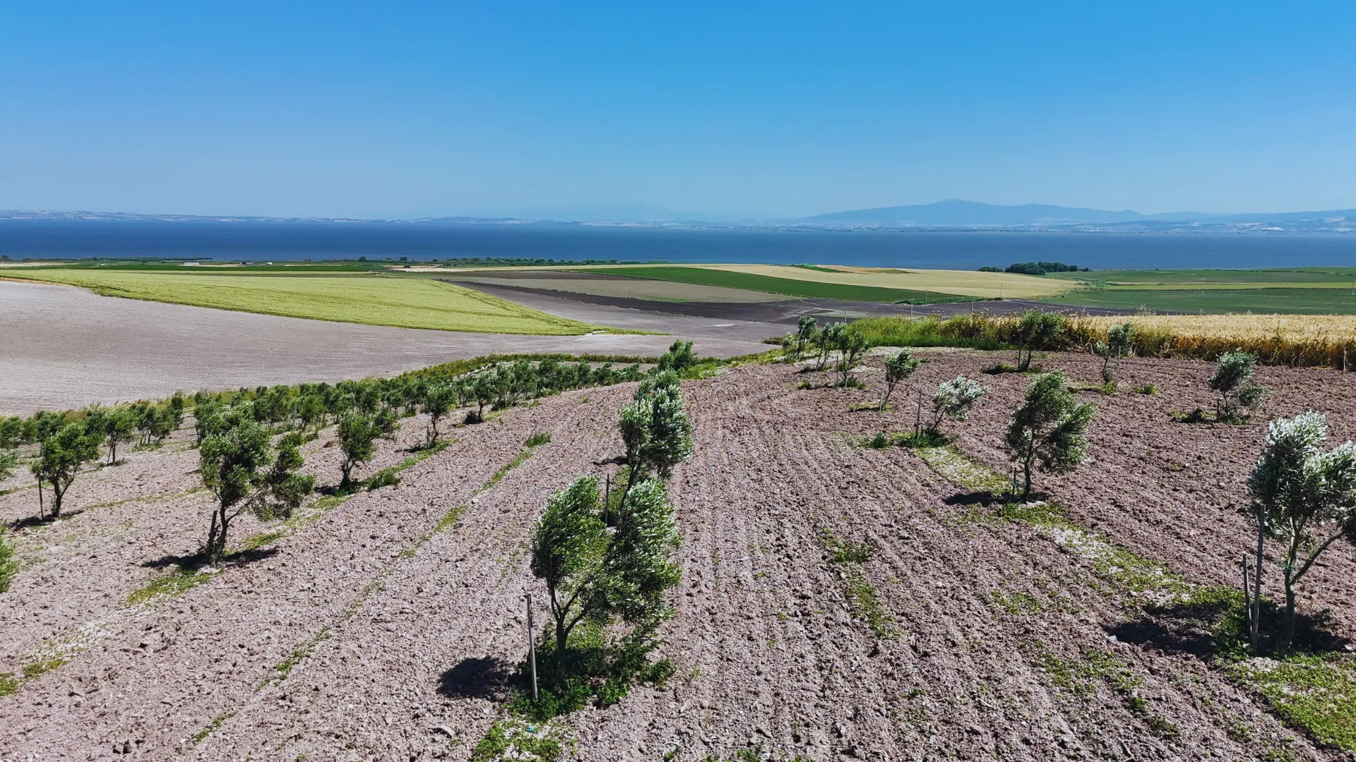 Zeytin Bahçesi Drone Görüntüsü 3