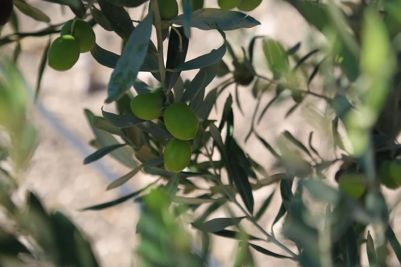 MyOlive Bahçe Görüntüsü 10