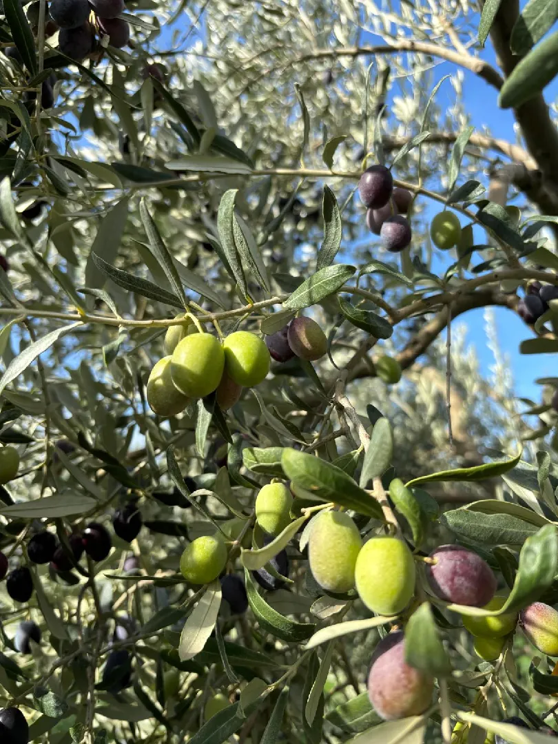 MyOlive Bahçe Görüntüsü 4