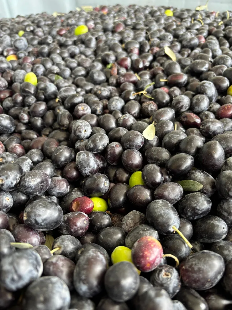 MyOlive Bahçe Görüntüsü 5