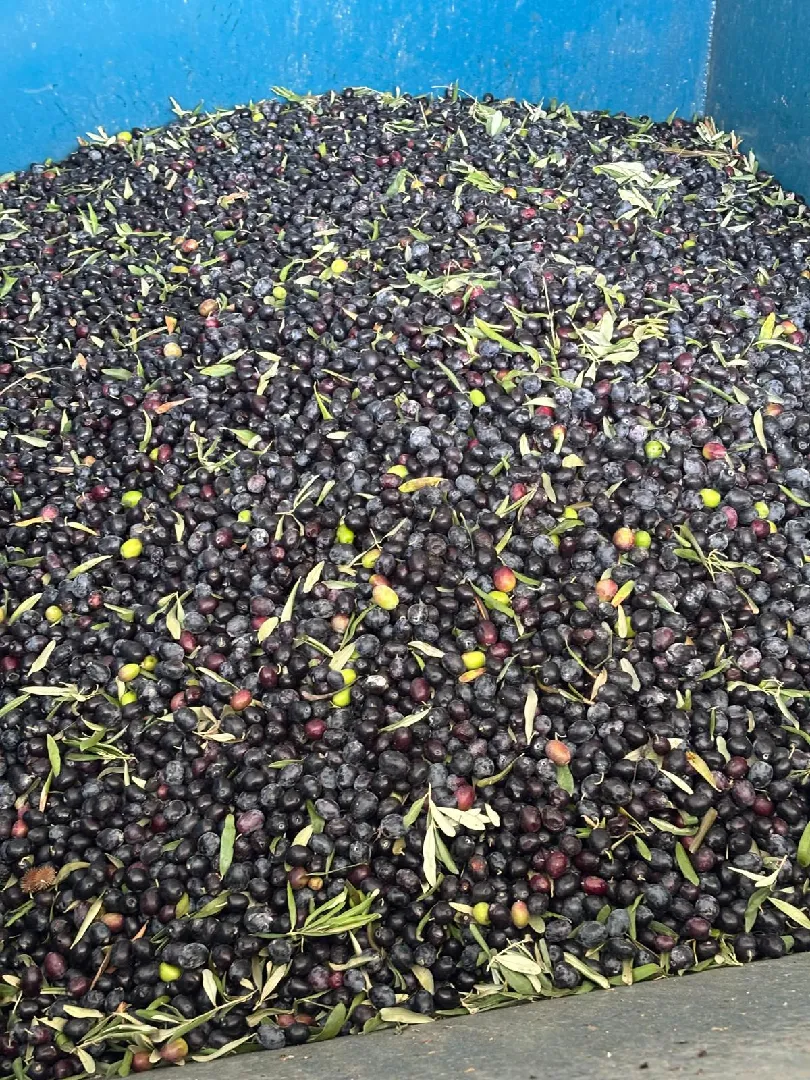 MyOlive Bahçe Görüntüsü 6